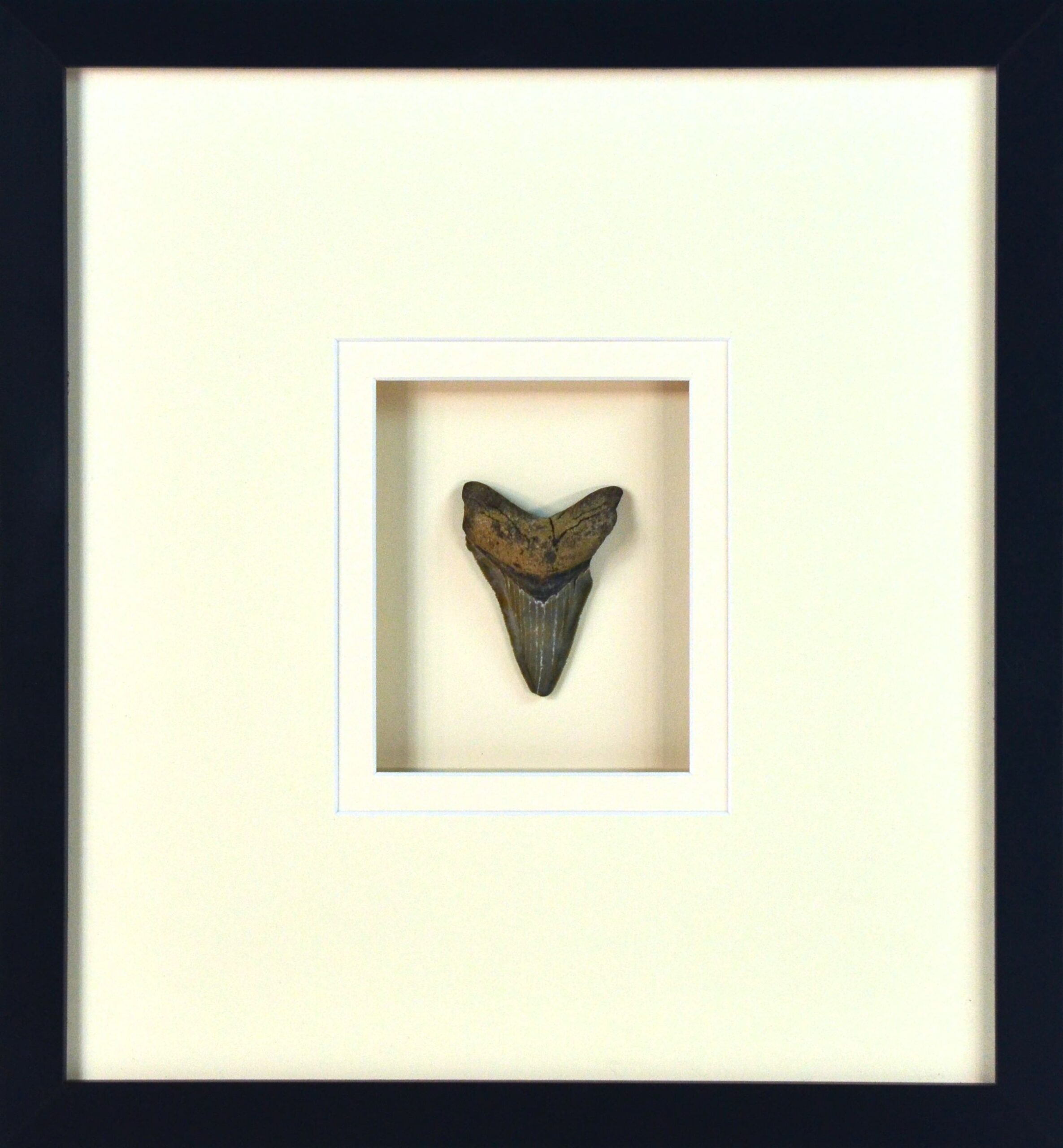 SHARKS TOOTH IMAGE